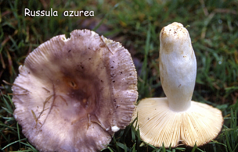 Russula azurea-amf1643.jpg - Russula azurea ; Syn: Russula amethystina var. azurea ; Nom français: Russule azurée